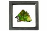 Iridescent Ammolite (Fossil Ammonite Shell) - Vibrant Green/Red #310351-1